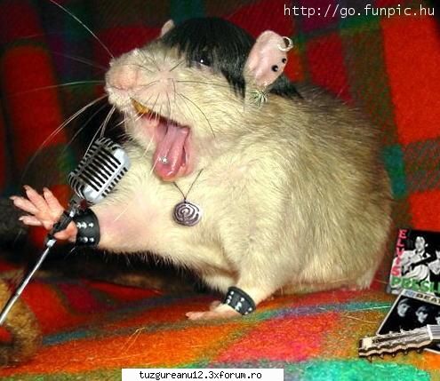 hamster ce va place ...ce nu va place ...